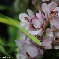 Orchideen Ausstellung in der Orangerie Elfenau 014.jpg